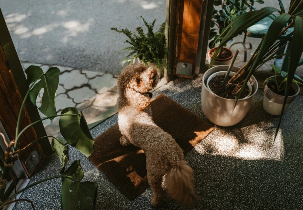 Pet Friendly Plants